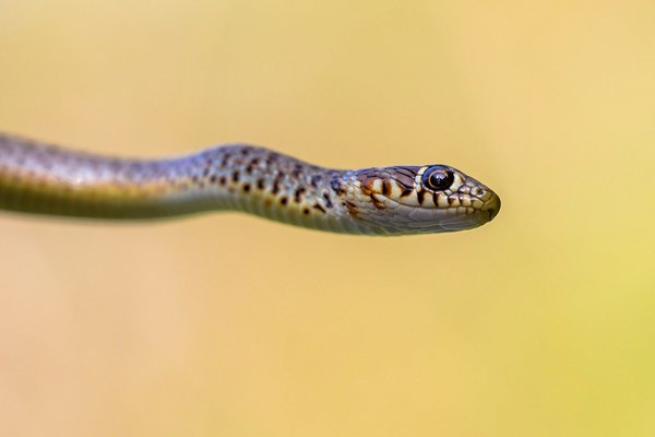 Les colliers serpent : une fusion d'élégance et de sens